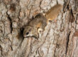 How Do Flying Squirrels Get Into Your House?