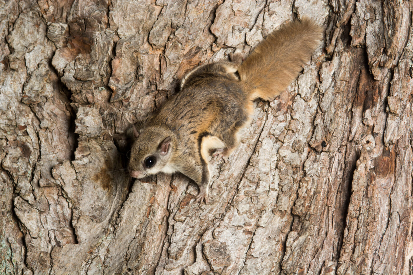 How Do Flying Squirrels Get Into Your House?
