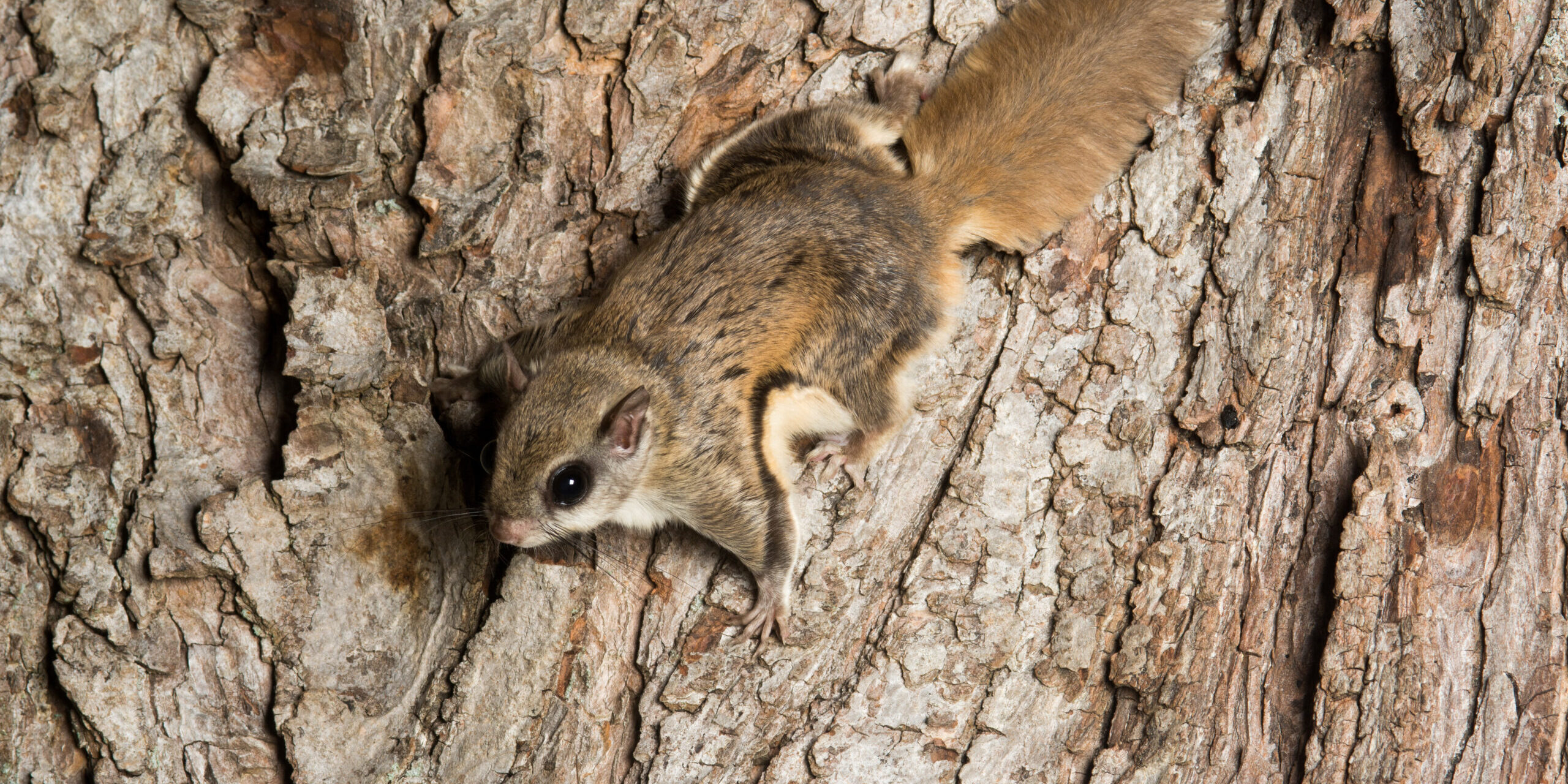 How Do Flying Squirrels Get Into Your House? How Do Flying Squirrels Get Into Your House?