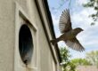 bird control tips