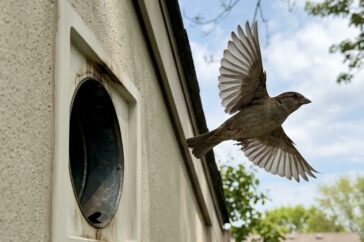 bird control tips