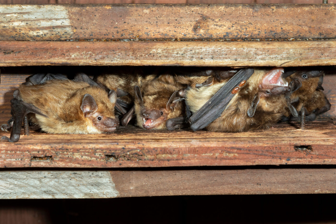 Bats Keep Returning? How to Get Ahead Before Maternity Season