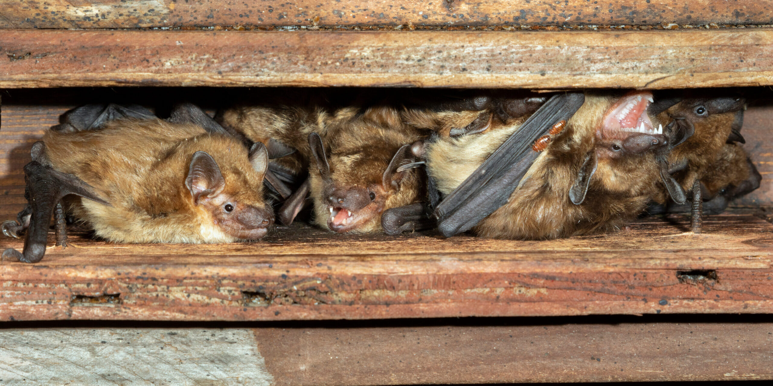 Bats Keep Returning? How to Get Ahead Before Maternity Season