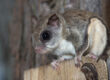 Do Flying Squirrels Carry Disease? What Their Droppings Mean for Your Home