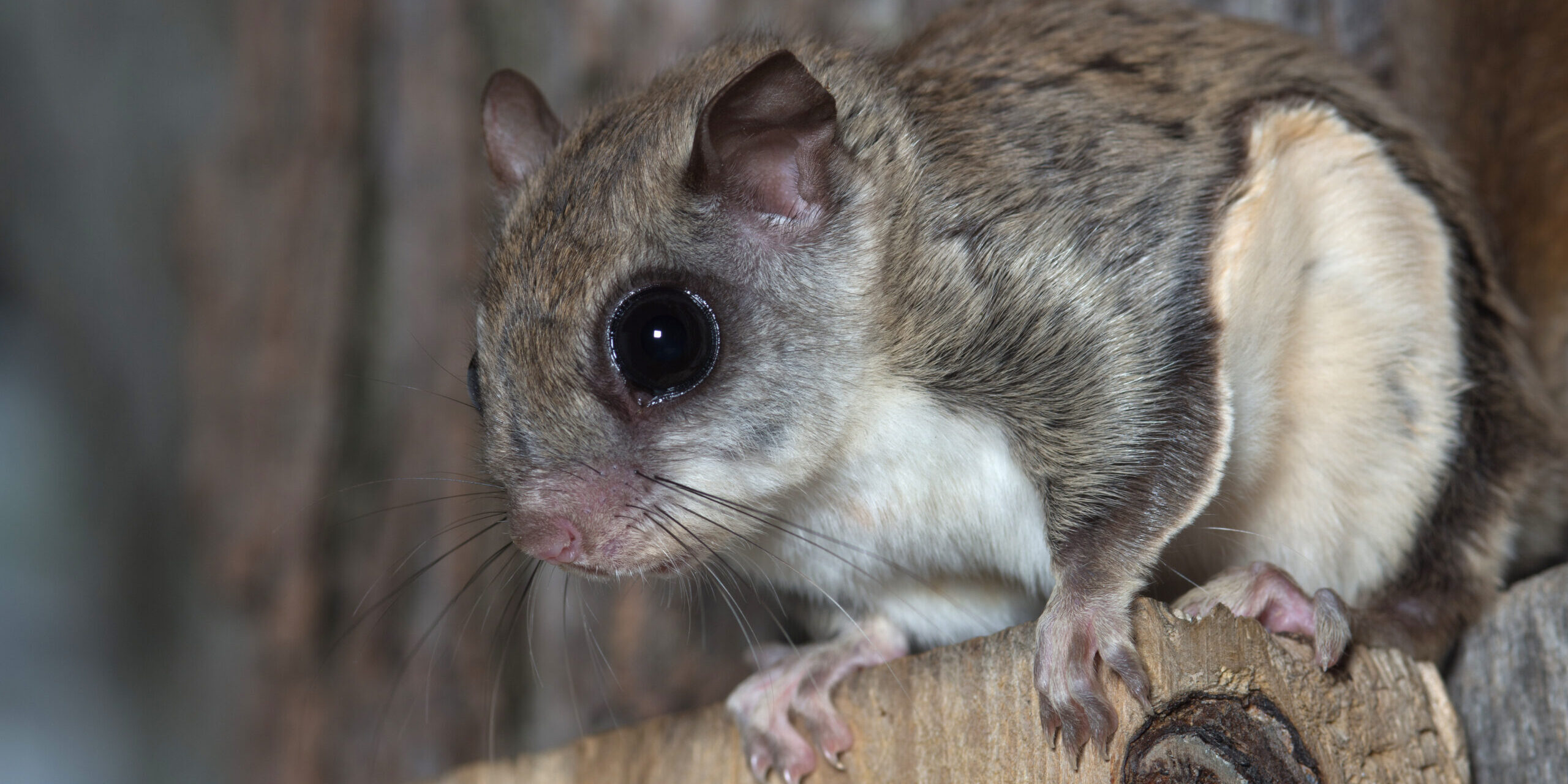 Do Flying Squirrels Carry Disease? What Their Droppings Mean for Your Home