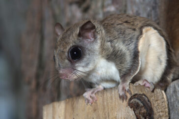 Do Flying Squirrels Carry Disease? What Their Droppings Mean for Your Home