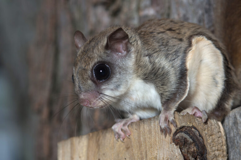 Do Flying Squirrels Carry Disease? What Their Droppings Mean for Your Home