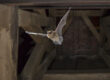Seal Your Home for Bats: Preparing for Safe Exclusion