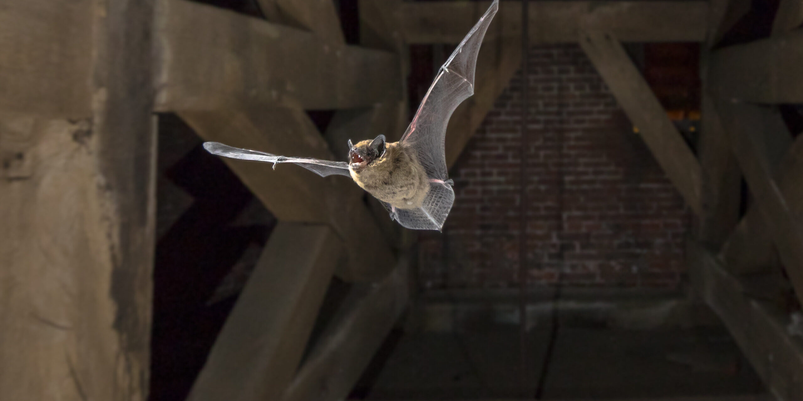 Seal Your Home for Bats: Preparing for Safe Exclusion