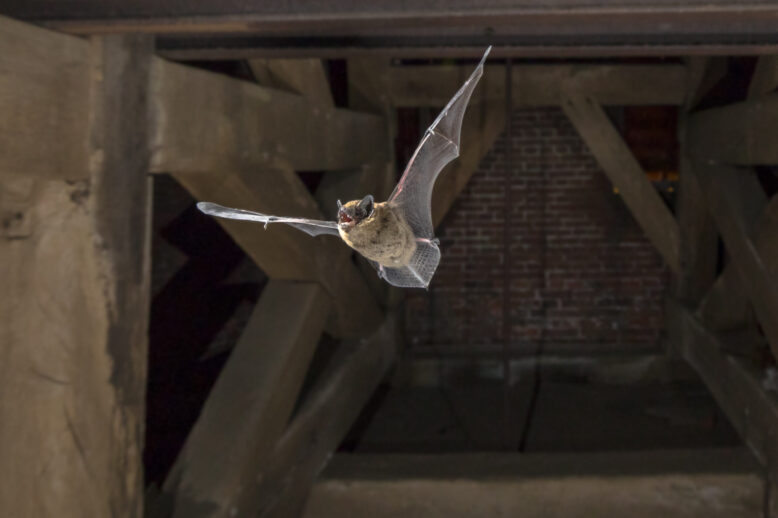 Seal Your Home for Bats: Preparing for Safe Exclusion
