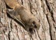 How Flying Squirrels Ruin Attic Insulation (and Drive Up Energy Bills)