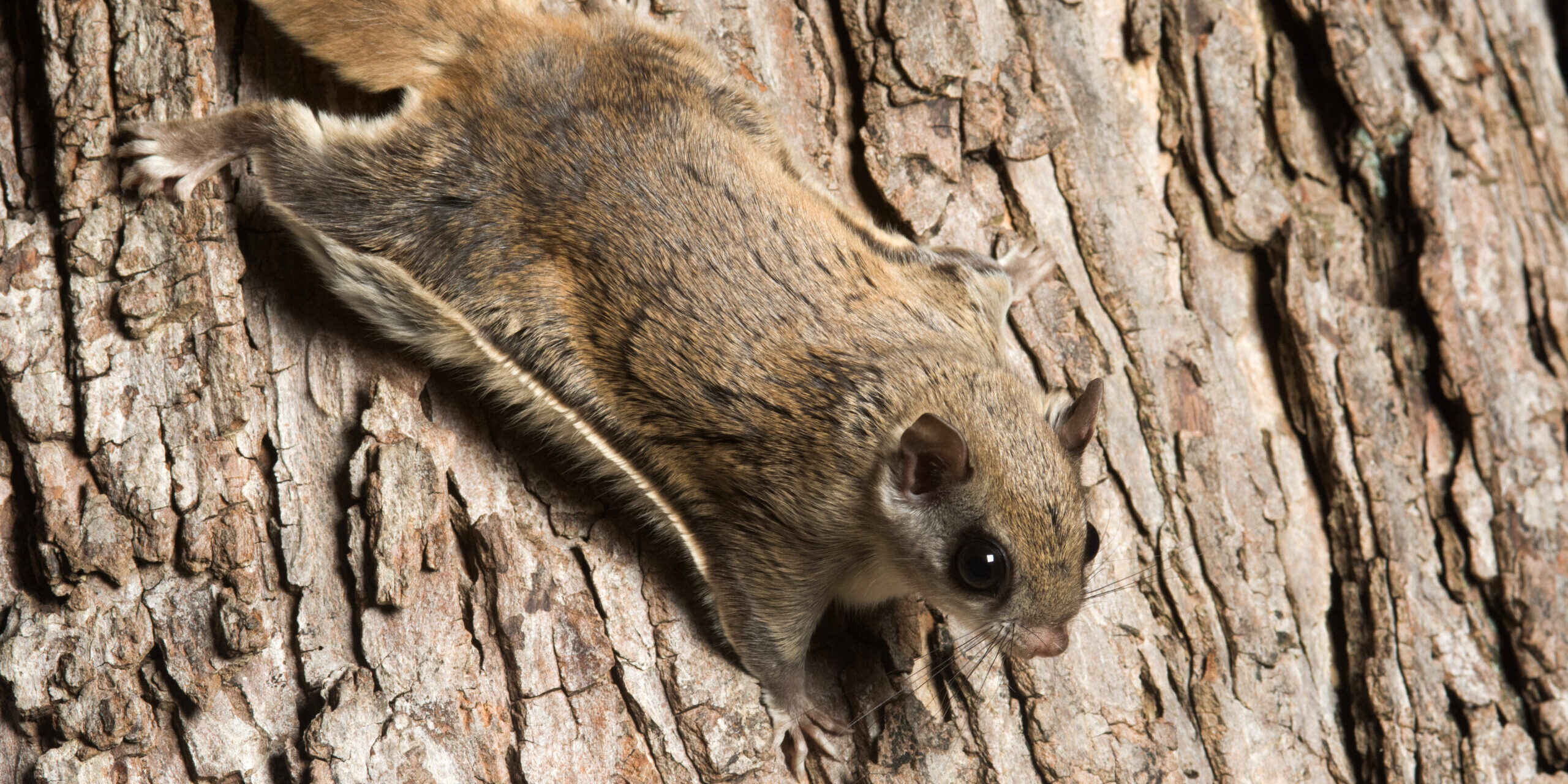 How Flying Squirrels Ruin Attic Insulation (and Drive Up Energy Bills)