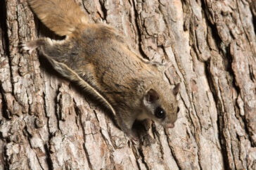 How Flying Squirrels Ruin Attic Insulation (and Drive Up Energy Bills)