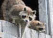 Raccoon Damage and Homeowner Insurance: What’s Covered?