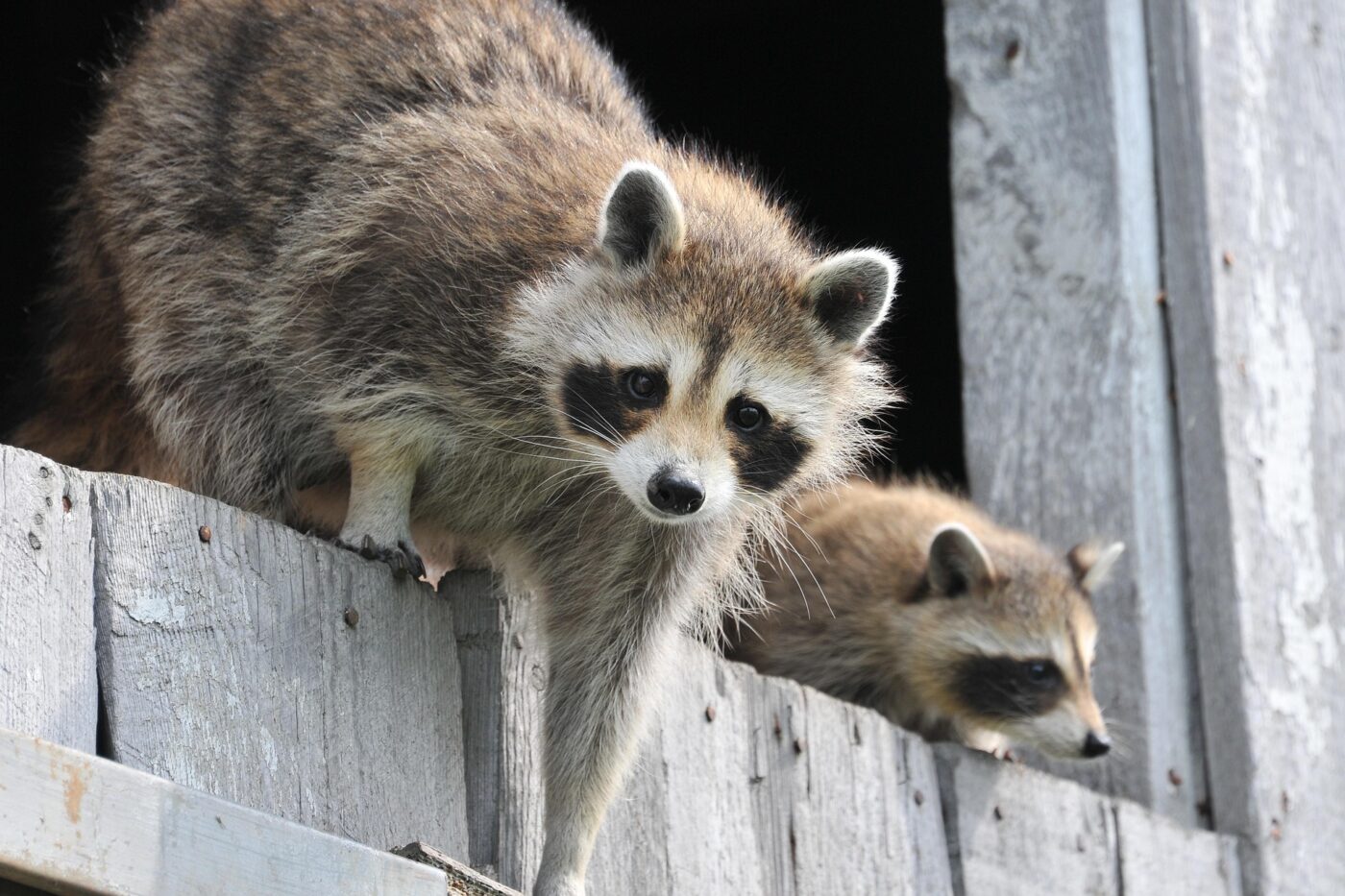 Raccoon Damage and Homeowner Insurance: What’s Covered?