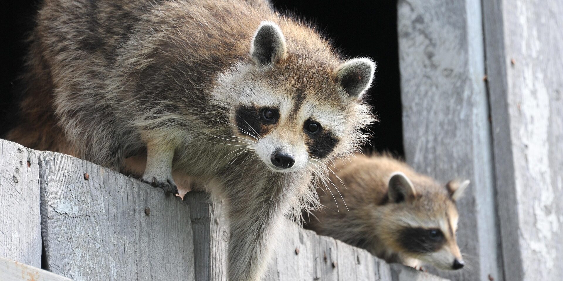 Raccoon Damage and Homeowner Insurance: What’s Covered?