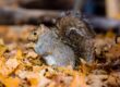 Why September Is the Time to Check Your Home for Squirrels