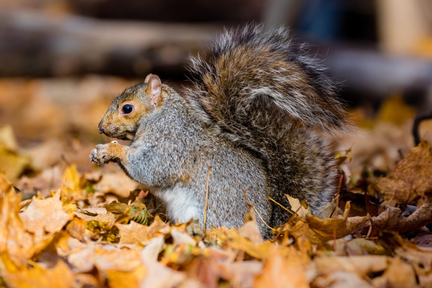 Why September Is the Time to Check Your Home for Squirrels
