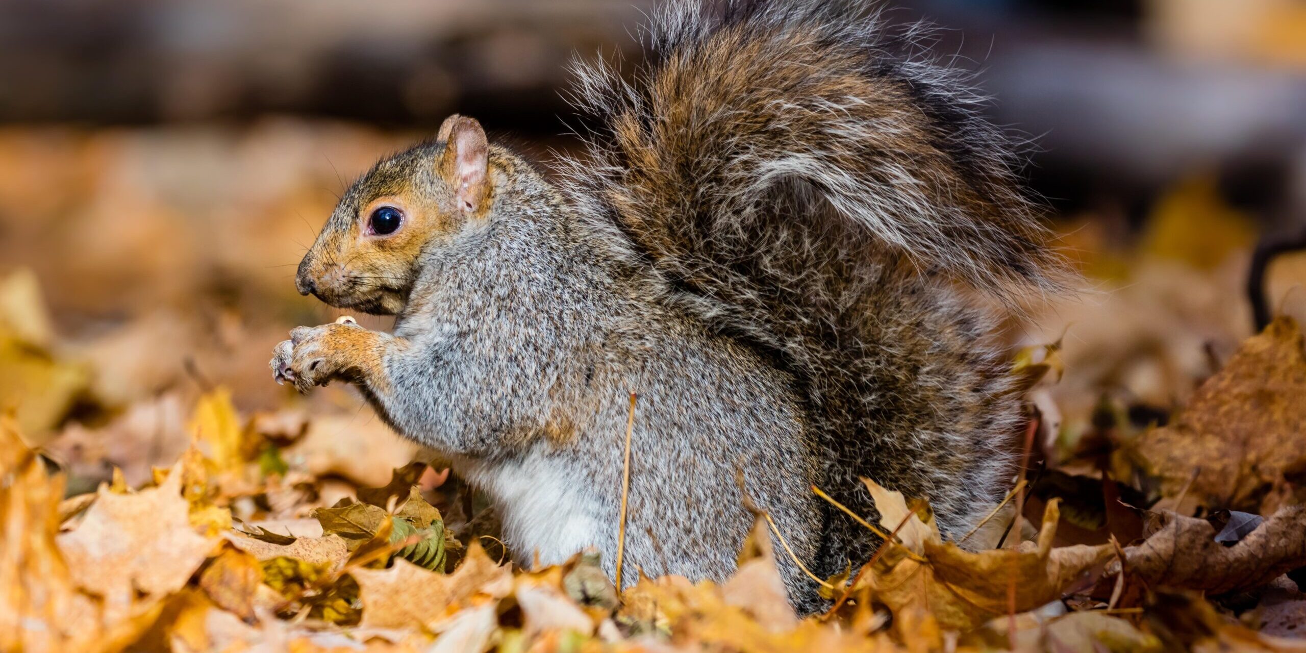 Why September Is the Time to Check Your Home for Squirrels Why September Is the Time to Check Your Home for Squirrels