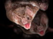 Do Bats Really Suck Blood? What They REALLY Eat