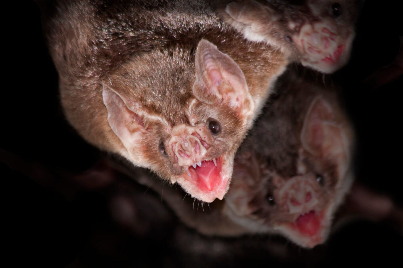 Do Bats Really Suck Blood? What They REALLY Eat