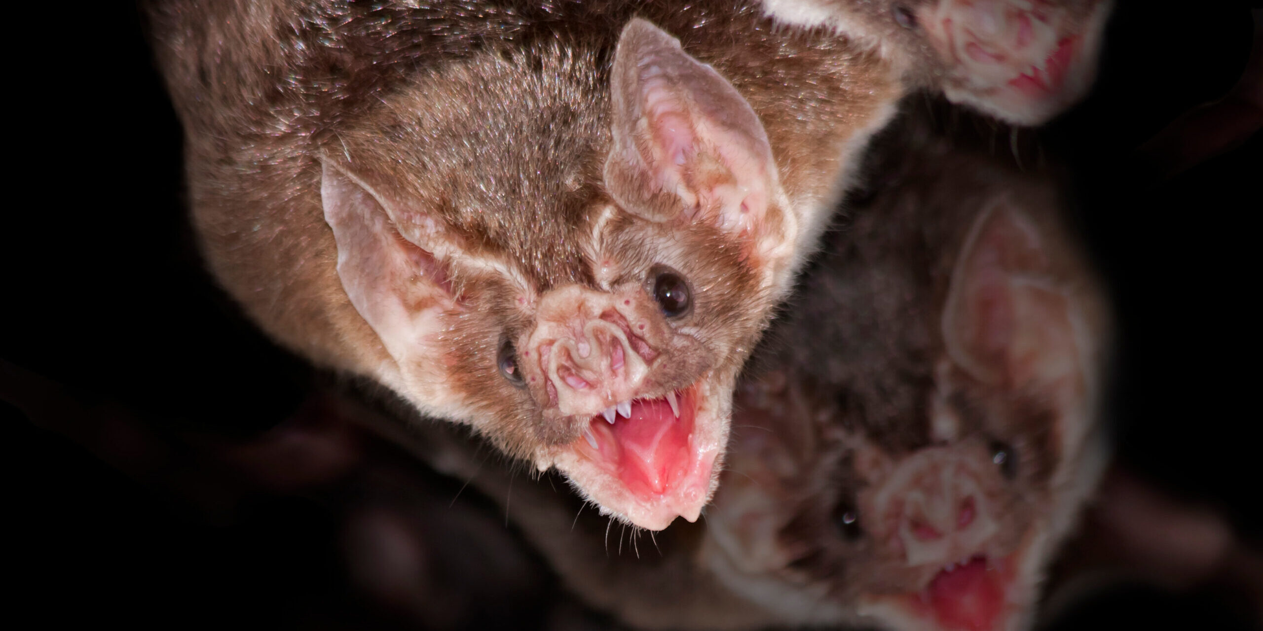 Do Bats Really Suck Blood? What They REALLY Eat