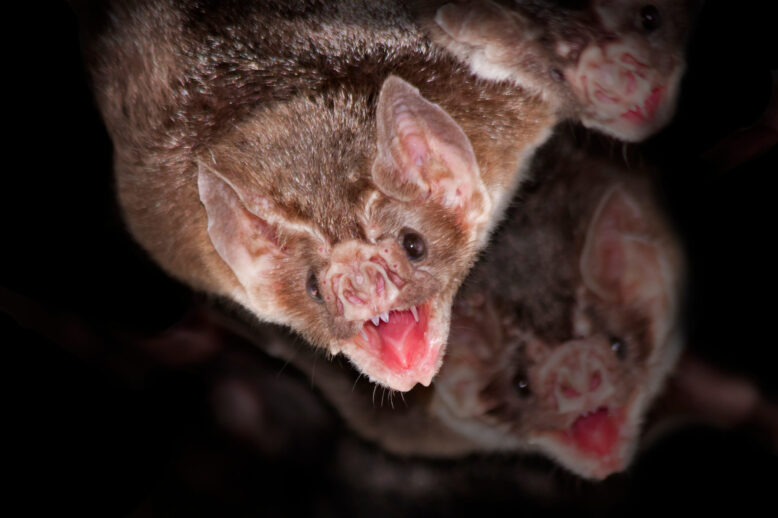 Do Bats Really Suck Blood? What They REALLY Eat